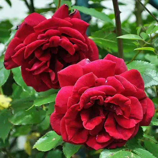 Trandafiri climber - Trandafiri - Red Parfum™ - 